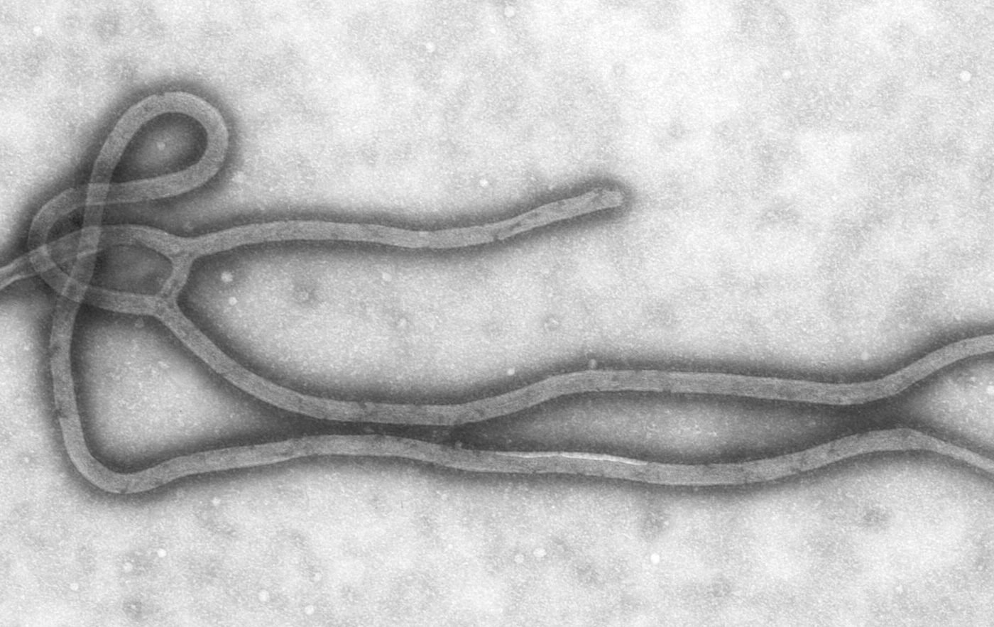 Ebola Virus TEM PHIL 1832 lores