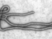 Ebola : le Kenya confirme un deuxième cas, l’épidémie continue de progresser en RDC