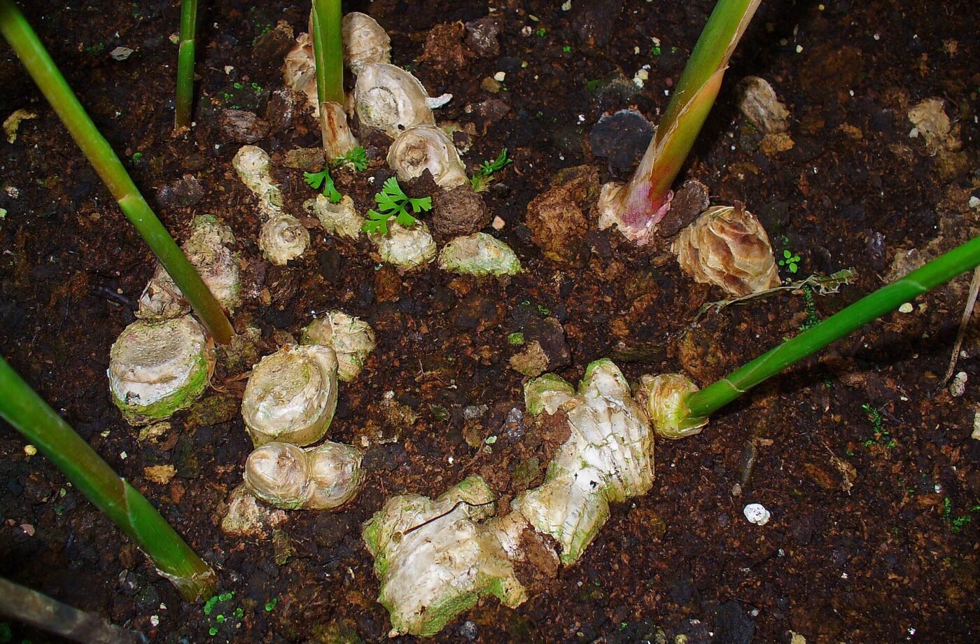 Zingiber officinale 001