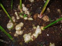 Agriculture : les Comores attendent jusqu’à 300 tonnes de gingembre cette année