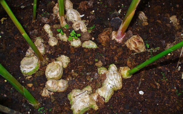 Agriculture : les Comores attendent jusqu’à 300 tonnes de gingembre cette année